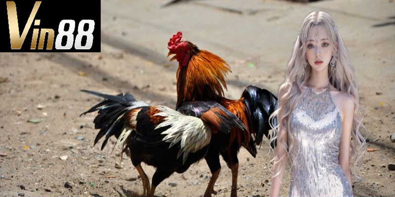 Các loại hình phỏ biến đá gà vin88